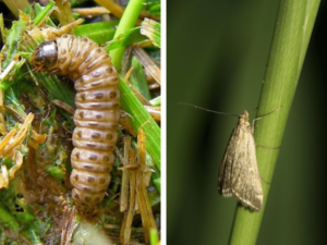 Common Lawn Pests